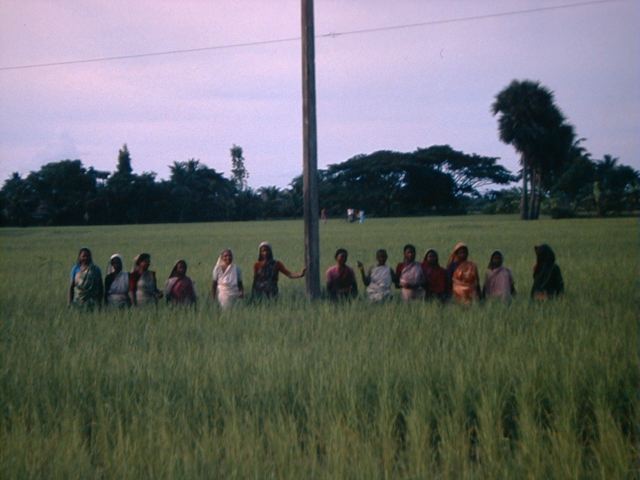 image/rice_pickers.jpg, 37.9K